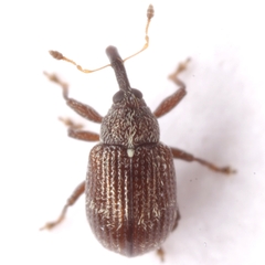 Anthonomus subfasciatus