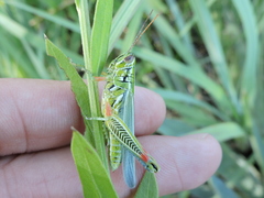 Hesperotettix viridis