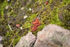 Drosera monticola