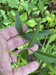 Orbexilum psoralioides