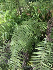 Pelazoneuron puberulum sonorense