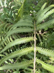 Pelazoneuron puberulum sonorense