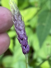 Orbexilum psoralioides