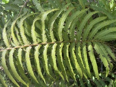 Pelazoneuron puberulum sonorense