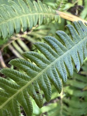 Pelazoneuron puberulum sonorense