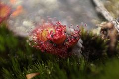 Drosera monticola