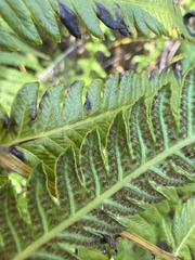 Pelazoneuron puberulum sonorense