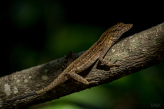 Anolis unilobatus