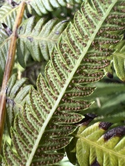 Pelazoneuron puberulum sonorense