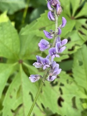 Orbexilum psoralioides