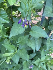 Solanum dulcamara