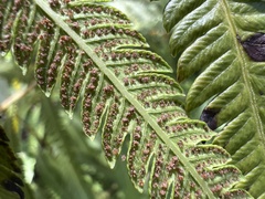 Pelazoneuron puberulum sonorense