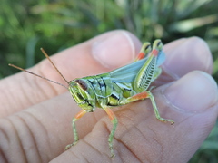 Hesperotettix viridis