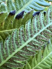 Pelazoneuron puberulum sonorense