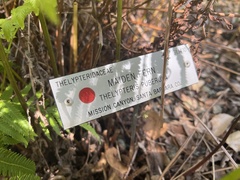 Pelazoneuron puberulum sonorense