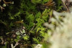 Triquetrella papillata