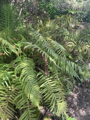 Pelazoneuron puberulum sonorense