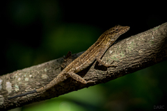 Anolis unilobatus