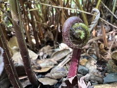 Pelazoneuron puberulum sonorense