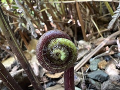 Pelazoneuron puberulum sonorense