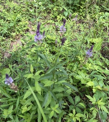 Orbexilum psoralioides