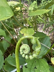 Pelazoneuron puberulum sonorense