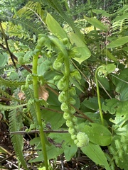 Pelazoneuron puberulum sonorense