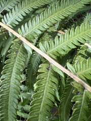 Pelazoneuron puberulum sonorense