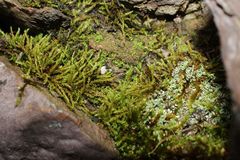 Triquetrella papillata