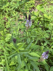 Orbexilum psoralioides