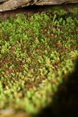 Schizymenium bryoides