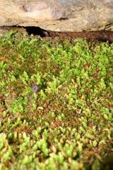 Schizymenium bryoides