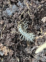 Allothereua maculata