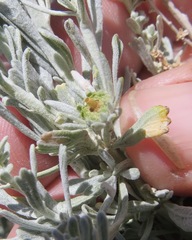 Rhopalomyia conica