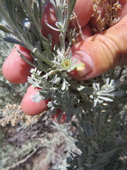 Rhopalomyia conica