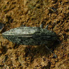 Texania campestris
