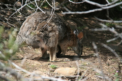 Notamacropus eugenii
