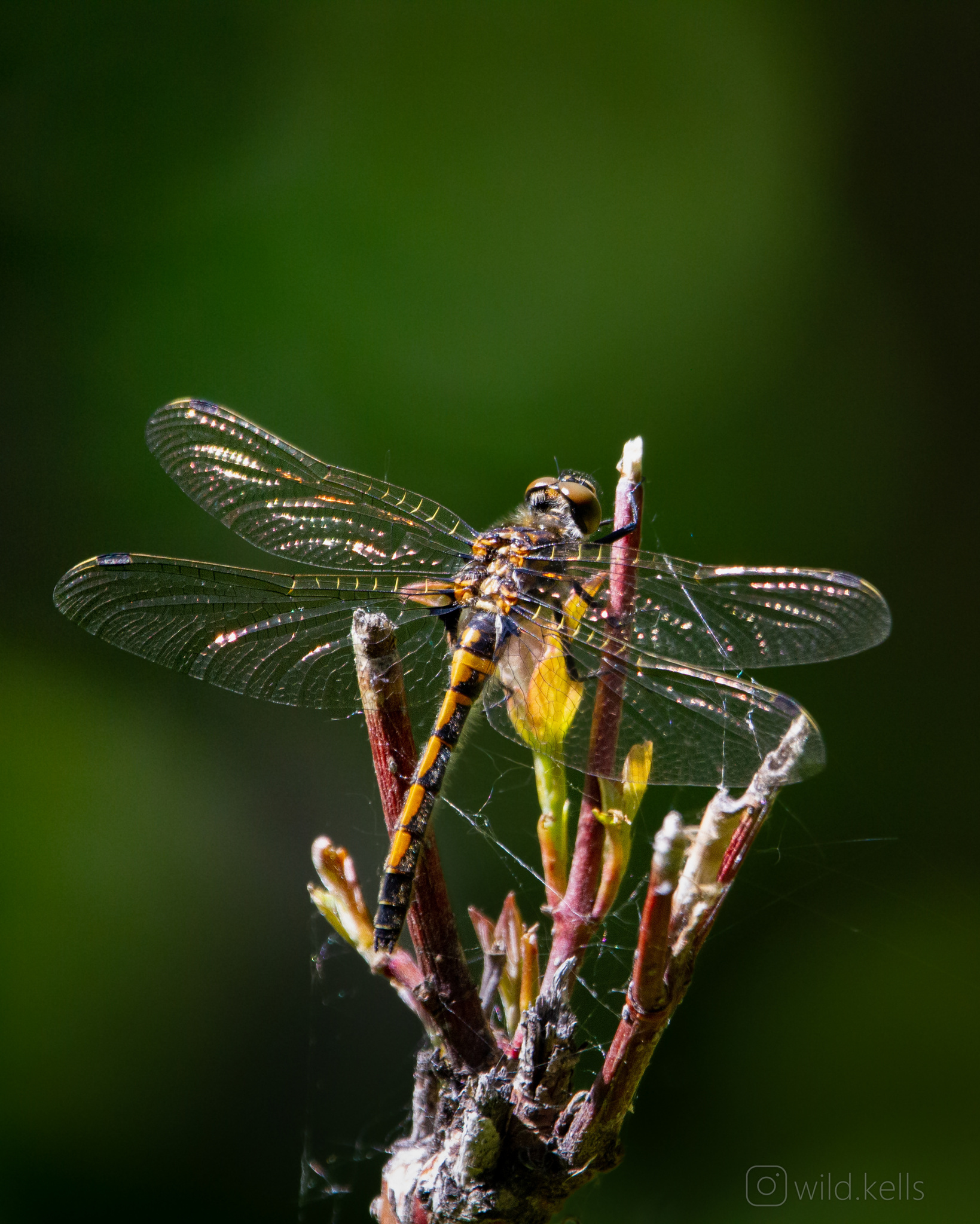 dragonfly macro by kells3