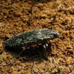 Texania campestris
