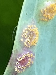 Puccinia andropogonis