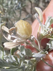 Rhopalomyia obovata