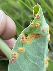 Puccinia andropogonis