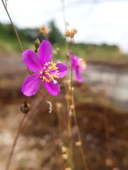 Phemeranthus mengesii