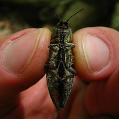 Texania campestris