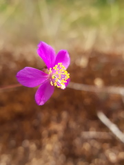 Phemeranthus mengesii