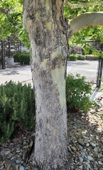 Platanus