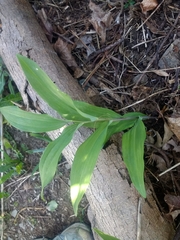 Polygonatum biflorum