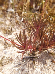 Phemeranthus mengesii