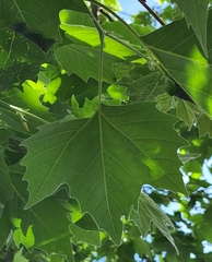 Platanus