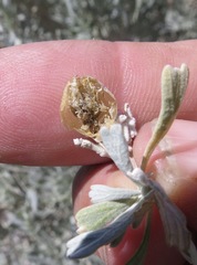 Rhopalomyia obovata